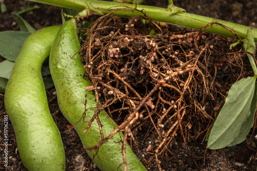 Broad bean roots with nitrogen nodules photo