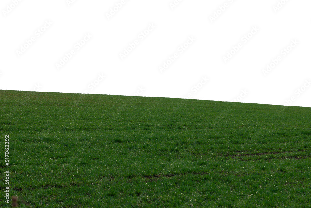 Green field with blue sky as background.