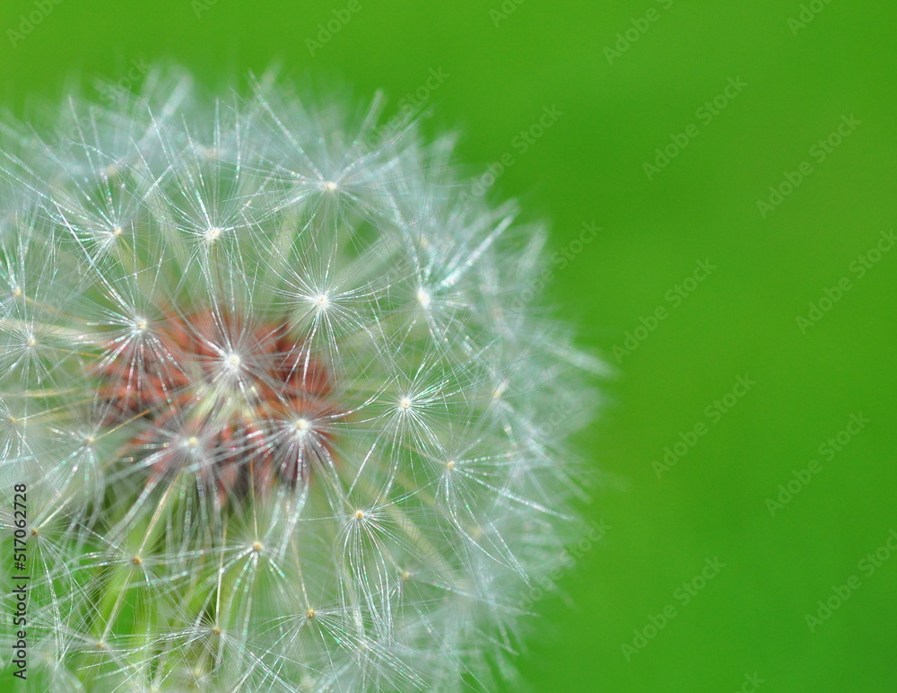 Fototapeta premium dandelion