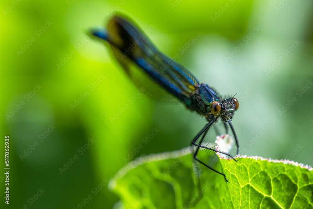 River Jewelwing (Calopteryx aequabilis) Close-up River Jewelwing (Calopteryx aequabilis) Close-up