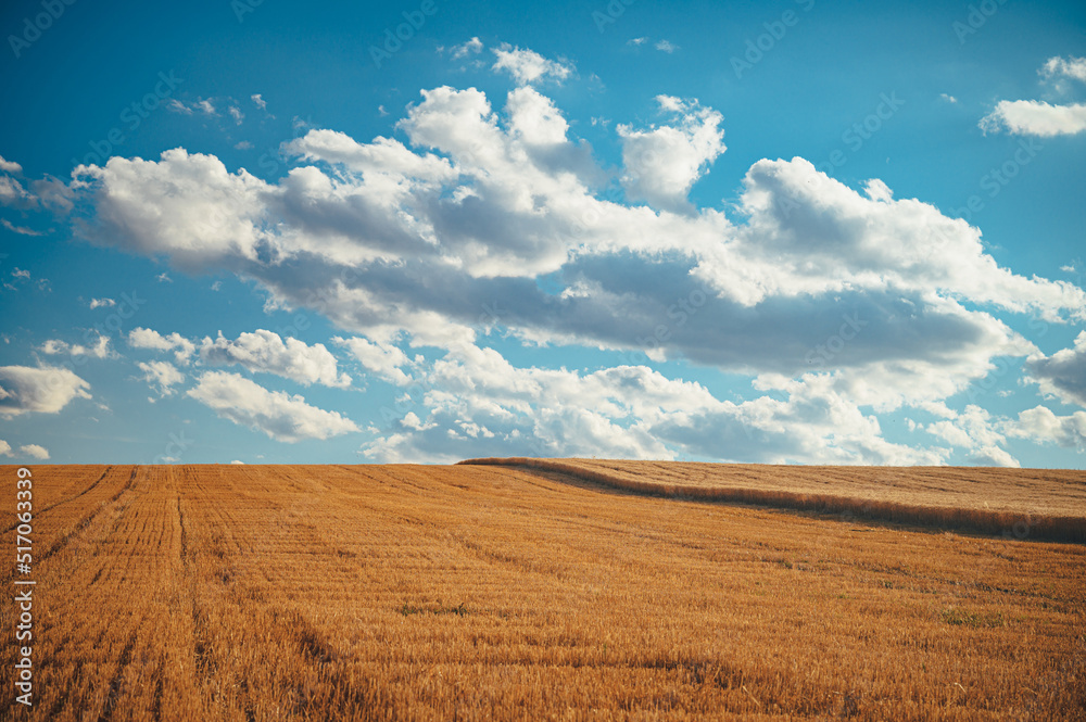 Yellow wheat field and blue sky, beautiful summer photo in nature. Yellow and blue color, Wheat field ready for harvest