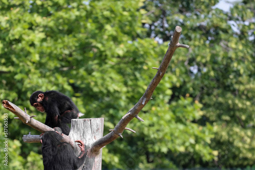 baby chimpanze