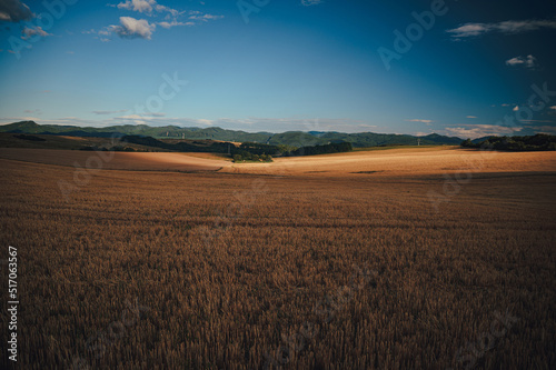 Agricultural wheat field under blue sky. Rich harvest theme. Rural autumn landscape with ripe golden wheat.