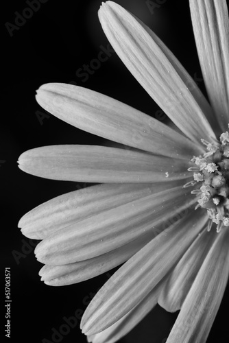 white daisy flower