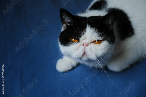 Black and white exotic cat