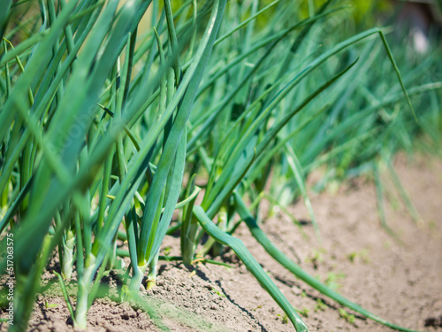 planting green onions in a farmer's vegetable garden close-up