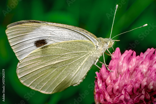 butterfly on a flower