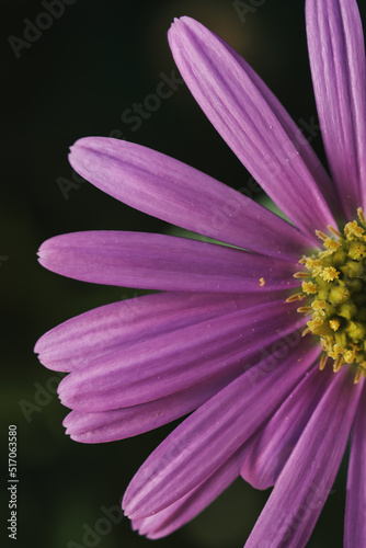 close up of flower