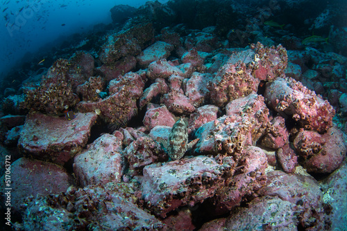 Starry grouper is lying on the bottom. Calm grouper during dive. Malpelo marine reserve. © prochym