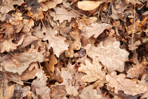 Background from autumn dry leaves, top view. Light brown fallen leaves oak tree for publication, screensaver, wallpaper, postcard, poster, banner, cover, website. Artistic high-quality photo