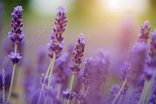 Lavender bushes closeup on sunset. Sunset gleam over purple flowers of lavender