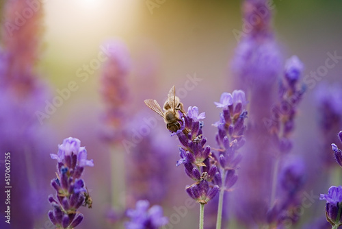 Lavender bushes closeup on sunset. Sunset gleam over purple flowers of lavender. The bee collects nectar. Macro photography