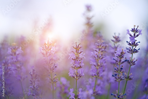 Lavender bushes closeup on sunset. Sunset gleam over purple flowers of lavender