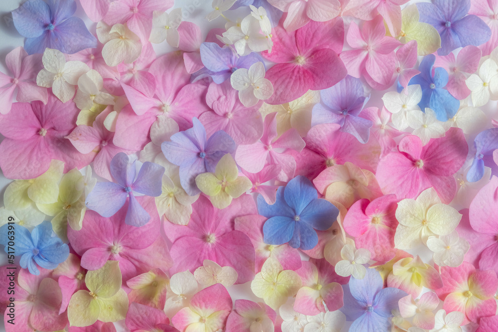 Bright natural floral background in pink and blue pastel colors. texture of hydrangea flowers in nature close-up. Bright natural floral background in pink and blue pastel colors. texture of hydrangea flowers in nature close-up.
