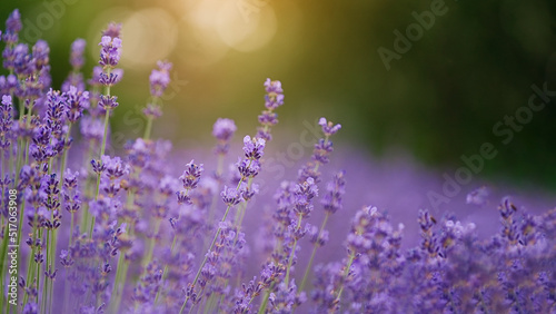 Lavender bushes closeup on sunset. Sunset gleam over purple flowers of lavender © D'Action Images
