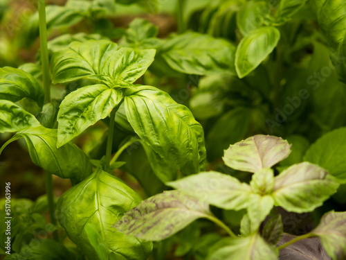 Green fresh basil leaves on a garden bed in a greenhouse