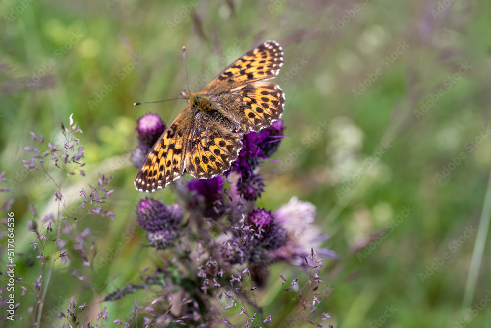 Fototapeta premium a butterfly on a blossom from a wildflower on the mountains at a summer day