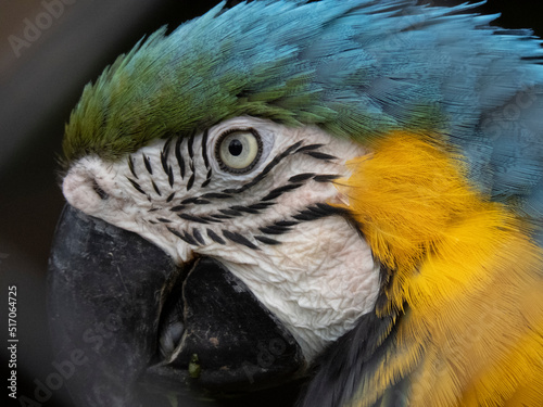 Blue Green Macaw