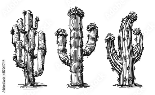 Collection different cacti. Desert plants set isolated on white background. Cactus vintage sketch vector