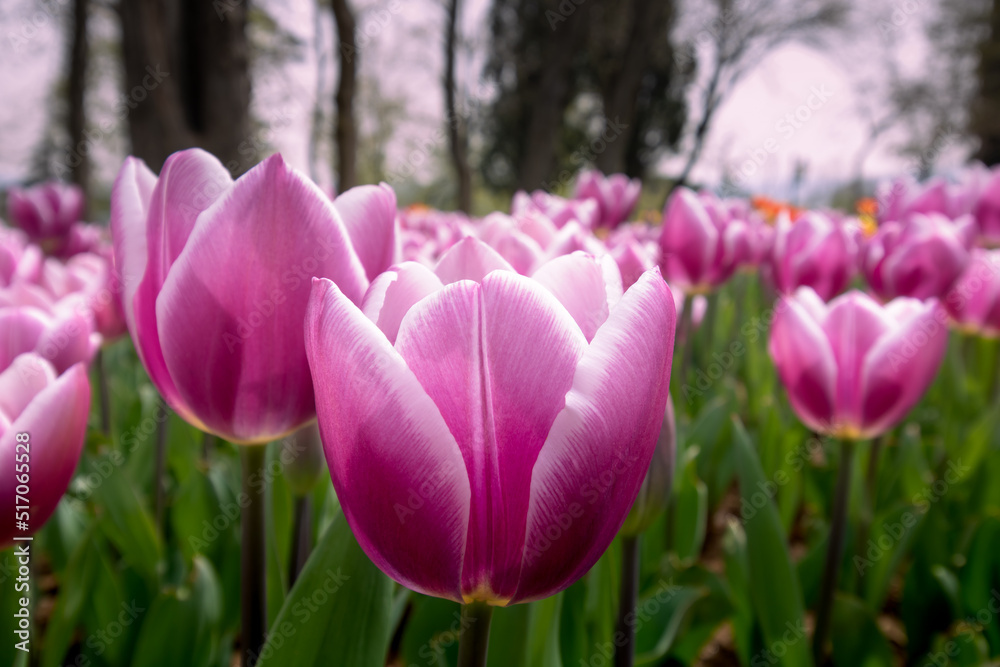 Pink tulips wallpaper or canvas photo. Tulips in the spring in a public park Pink tulips wallpaper or canvas photo. Tulips in the spring in a public park