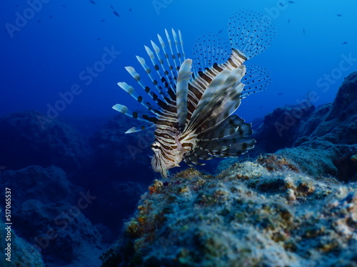 lionfish on sandy  bottom underwater invasive fish underwater mediterranean sea ocean scenery © underocean