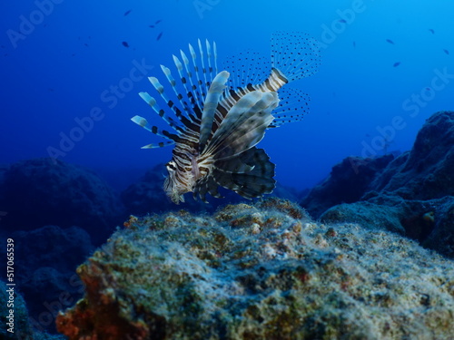 lionfish on sandy bottom underwater invasive fish underwater mediterranean sea ocean scenery