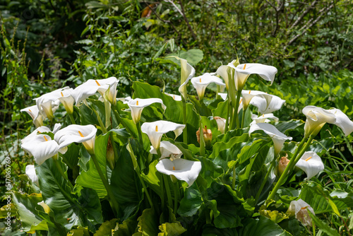 Calla lily (zantedeschia aethiopica) flowers in bloom