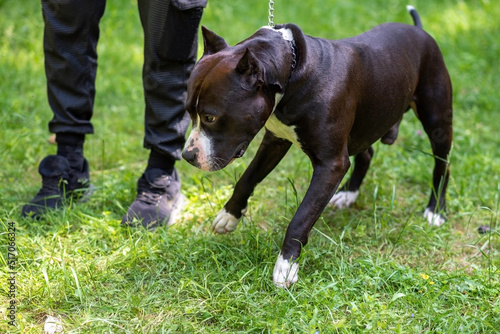 The pit bull stands on the green grass next to the owner