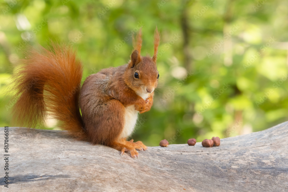 Cute red squirrel sitting on a tree trunk in the spring forest Cute red squirrel sitting on a tree trunk in the spring forest