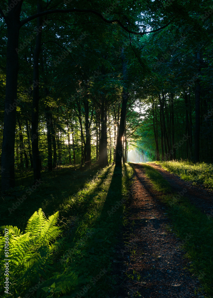 Obraz premium path in the forest