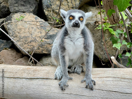 lemur on a tree photo