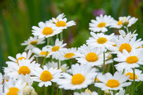 White chamomile flowers with green unfocused background. High quality photo. Close-Up