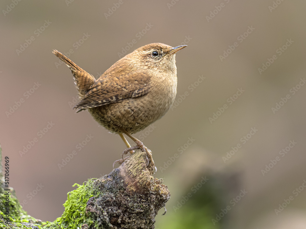 Eurasian wren perched on branch with erect tail. Eurasian wren perched on branch with erect tail.