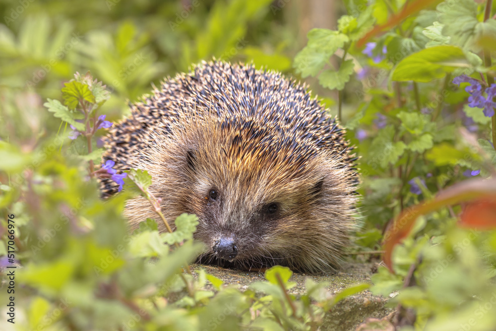 European hedgehog in garden with blue flowers