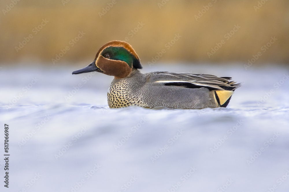 Obraz premium Male Common Teal Swimming in Wetland