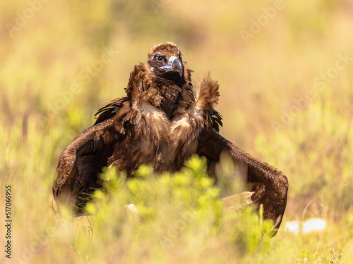 Cinereous Vulture in Aggressive Ruler Posture Spain