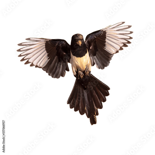 Eurasian Magpie Flying on Bright Background