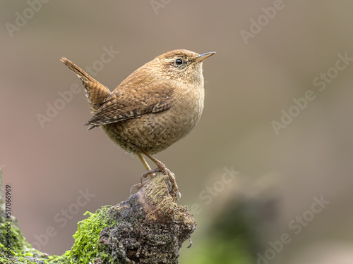 Photo Eurasian wren perched on branch with erect tail.