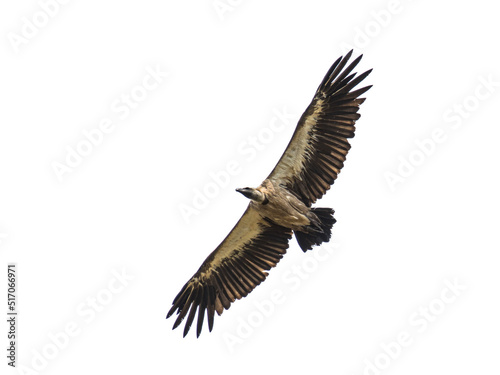 Flying White backed vulture on white background