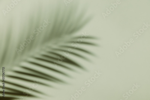 Palm leaf shadow on a green wall background. Olive color stylish flat lay with trendy shadow and sun light.
