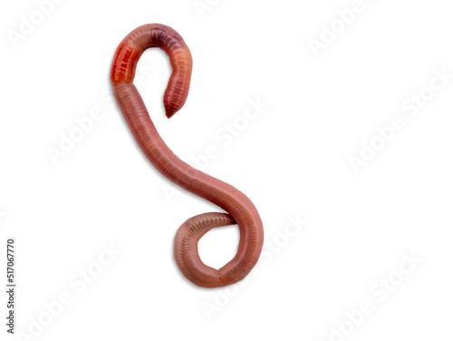 Earthworm close-up isolated on a white background. Worm for fishing, live bait, earthworm Dendrobaena Veneta