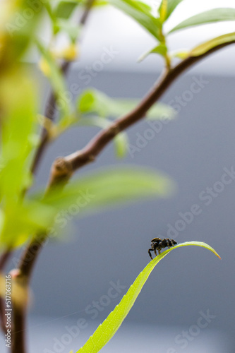 Close up of small spider on green leaves of willow tree  © Dmytro Hai