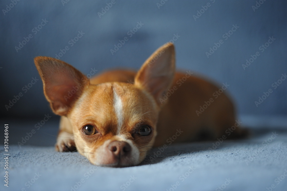 Portrait of chihuahua dog looking at camera while lying on blue blanket 