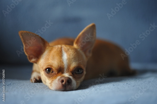 Portrait of chihuahua dog looking at camera while lying on blue blanket  © Dmytro Hai
