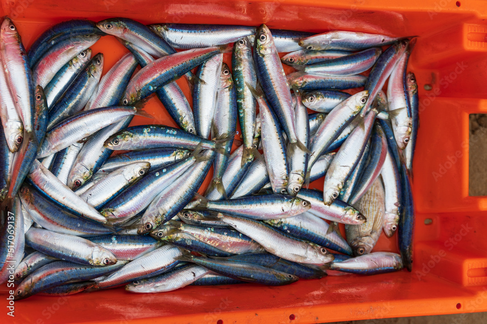 Fototapeta premium fresh sardines fish