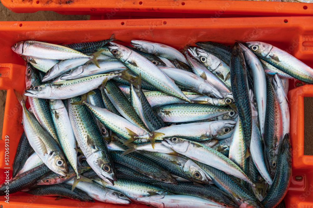 fresh mackerel fish