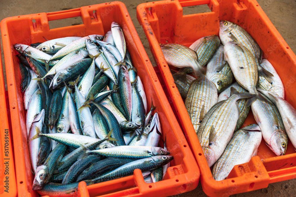 fresh fish Breams and mackerel