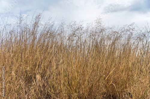 field of wheat