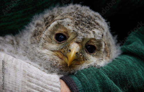 Owl chick close-up in the hands of a human ornithologist for banding.