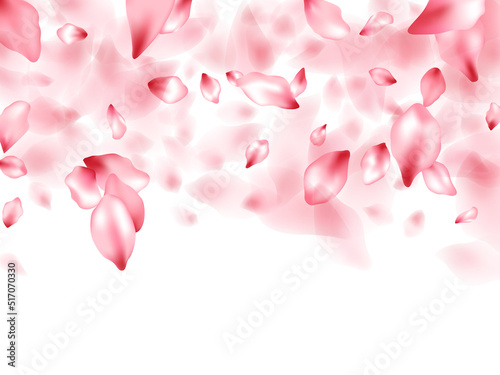 Pink sakura flower flying petals isolated on white vector background.